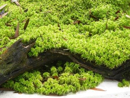 Can I Use This Peat Moss In My Aquarium?