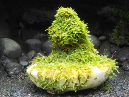 MOS II: Sphagnum & Java Moss